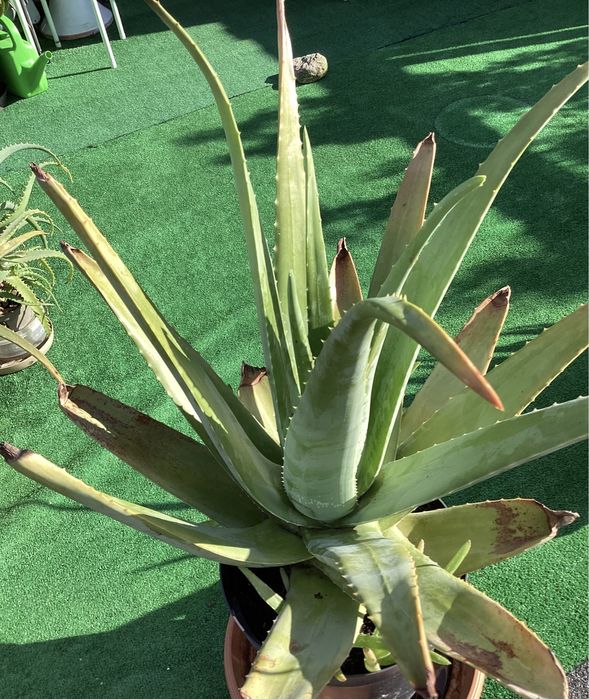 Aloes Aloe Vera duża roślina