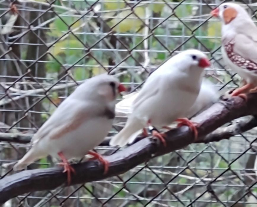 Serama koguty najmniejsza rasa