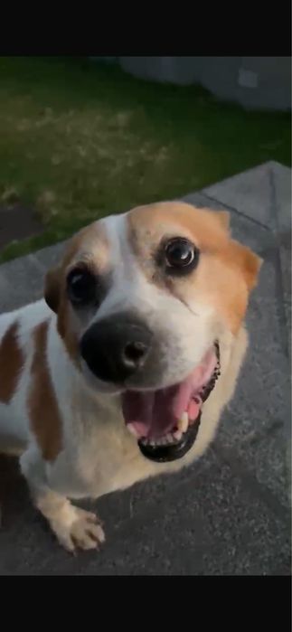 Cao adulto para adocao