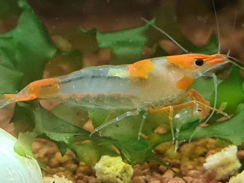 Krewetka, krewetki neocaridina Orange