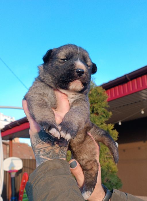 Акітята! Продам .