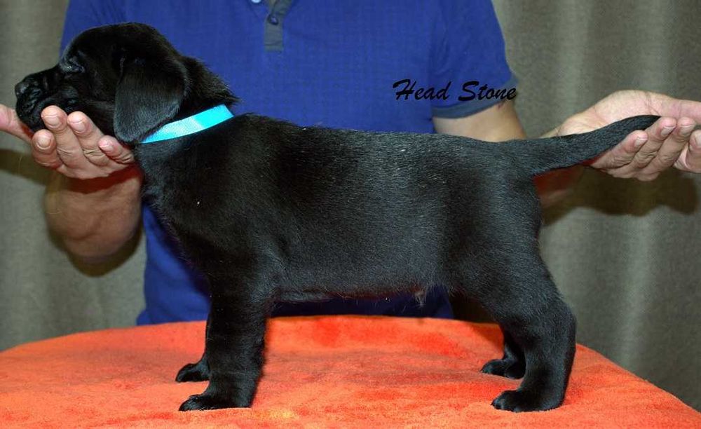 Лабрадор ретривер