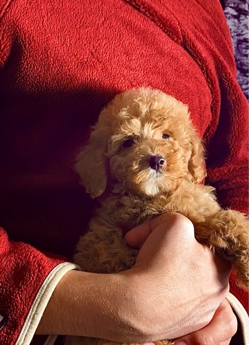 Веселі малята міні мальтипу / той пудель