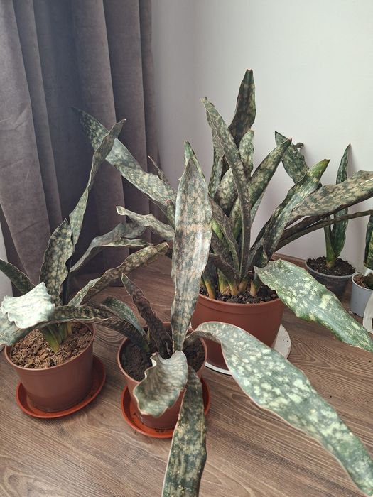 Сансевєра Кіркі Пульхра