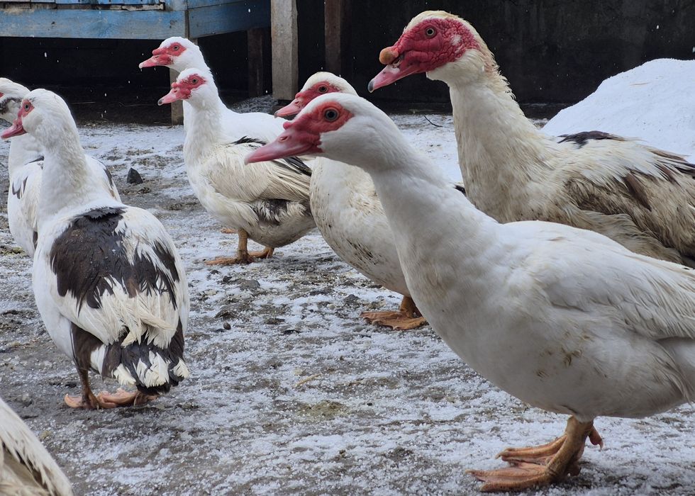Інкубаційні яйця мускусної качки (шипуни)