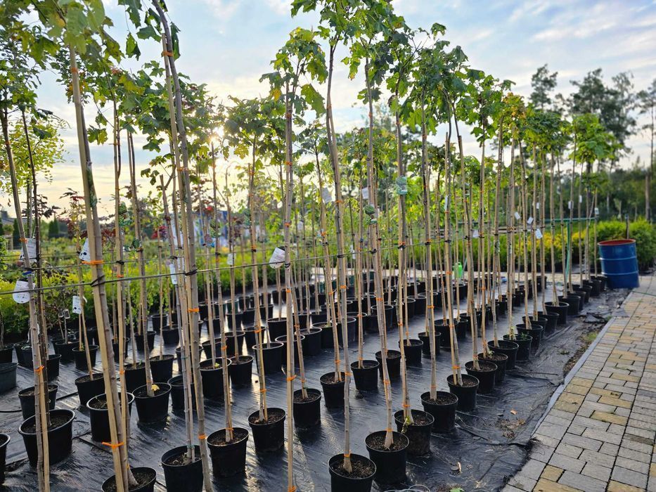 Klon GLOBOSUM Acer kulisty PURPLE GLOBE Golden Globe drzewa alejowe