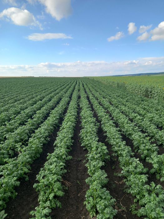 Насіння картоплі