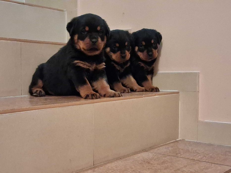 rottweiler szczeniak