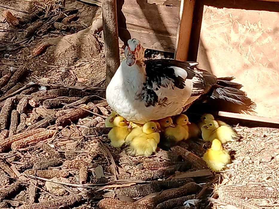 Patos mudos bebés