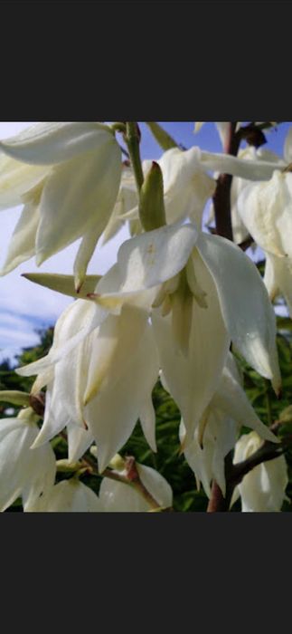 JUKA KWIAT sadzonki duże+gratis