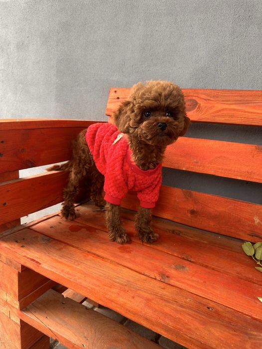 Той пудель ,хлопчик 5 місяців