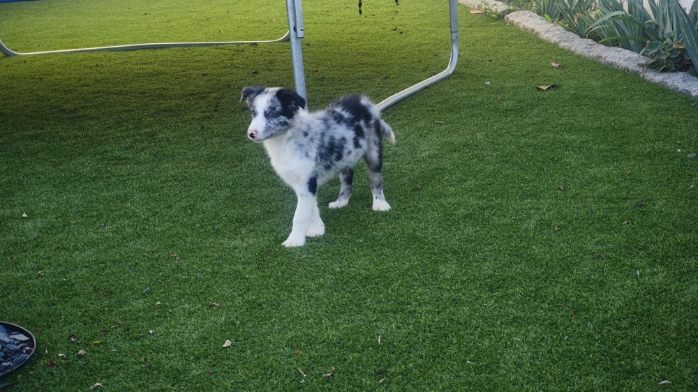 Lindíssimo Border collie macho Belue Merle  disponível