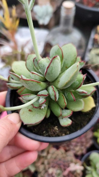 Suculentas com grande variedade