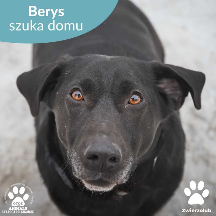 Kochany Berys szuka domu