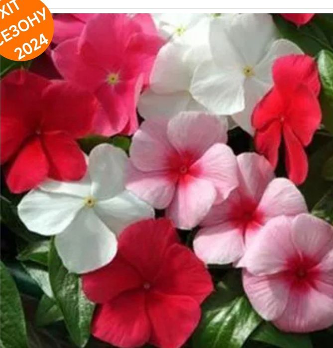 Професійне насіння катарантуса Медитер F1 ,СанШторм F1 та Тату F1