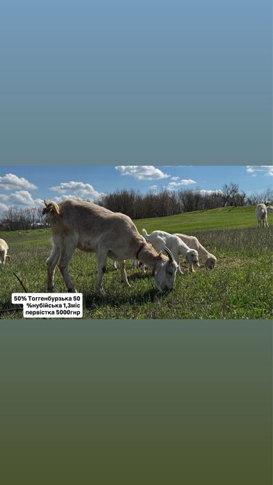 Кози. Нубійські. Зааненські. Альпійські