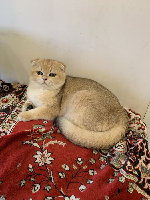 Мордаті ніжні  2 хлопчики  як валянки !