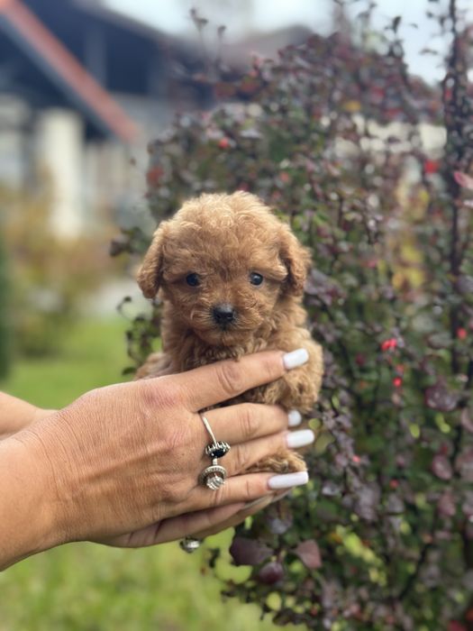 Лялькові цуценята Мальтіпу