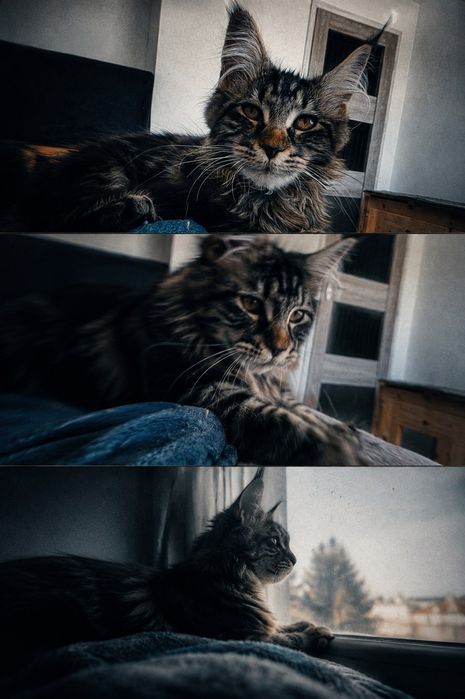 Kotka Maine Coon do rezerwacji