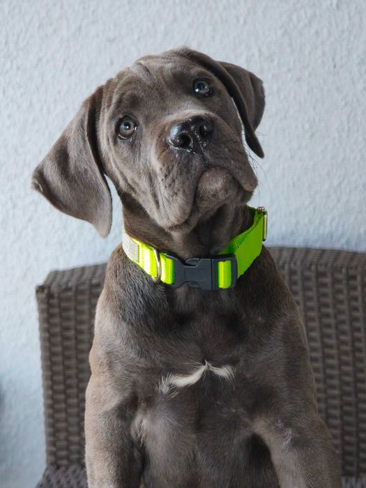Cane Corso Italiano- cudowna szara dziewczynka.ZkwP