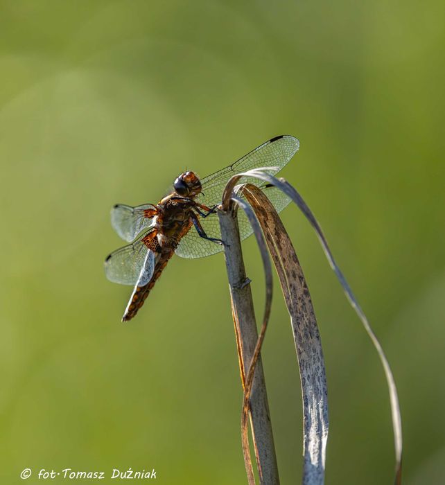 Canon EOS R Body stan idealny