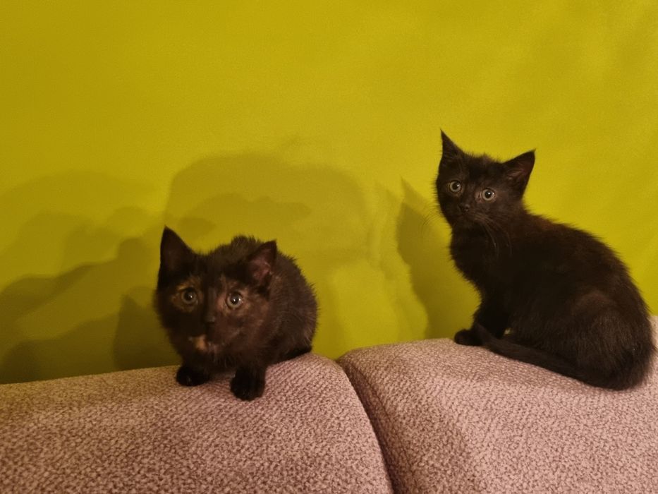 Oddam kotki w dobre ręce