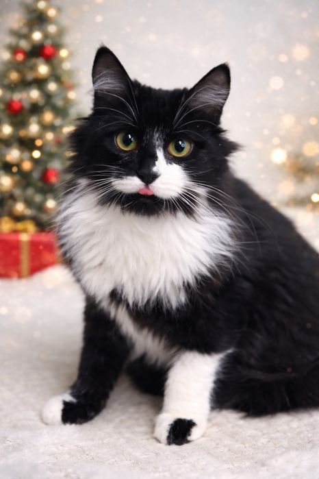 Мері дівчинка у добрі руки