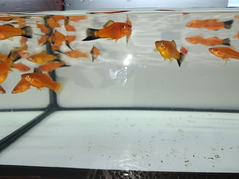 Sprzedam mieczyki czerwone i zielone hellera