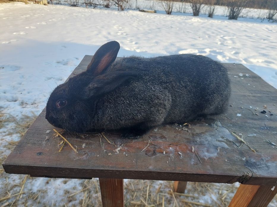 Samce Popielniańskańska/Burgund