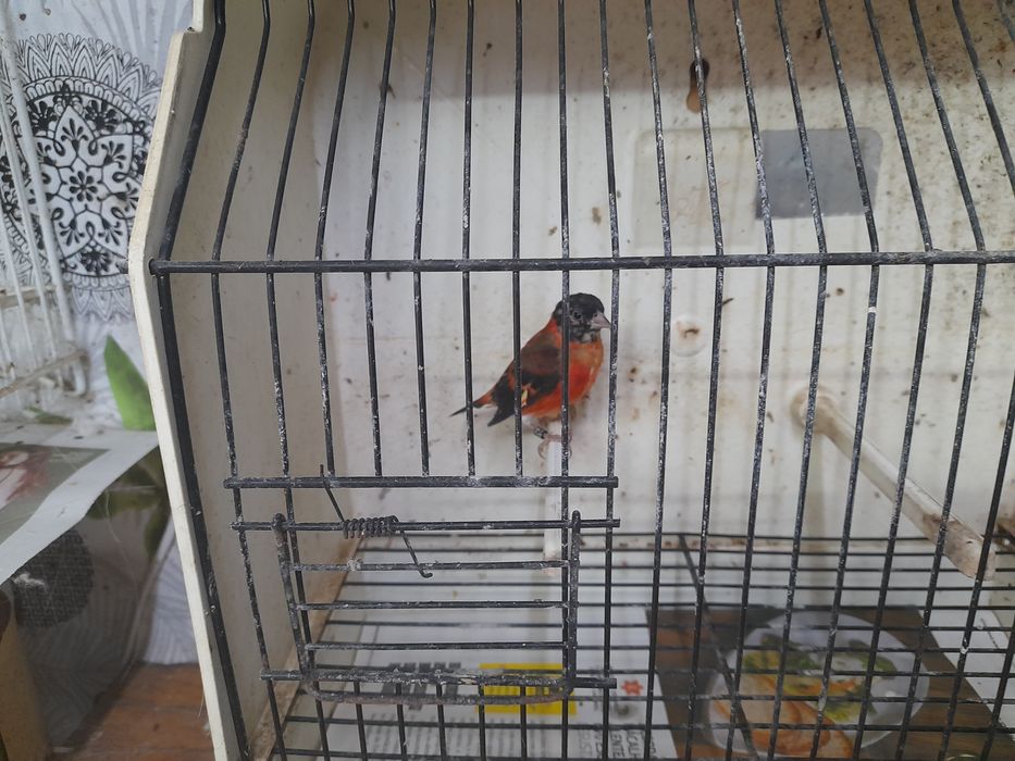 Cardinalito clássico