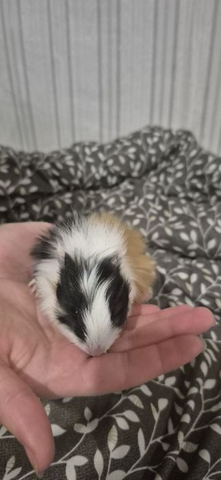 Продам морських свинок