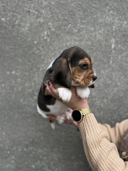 Бигль  девочка мальчик