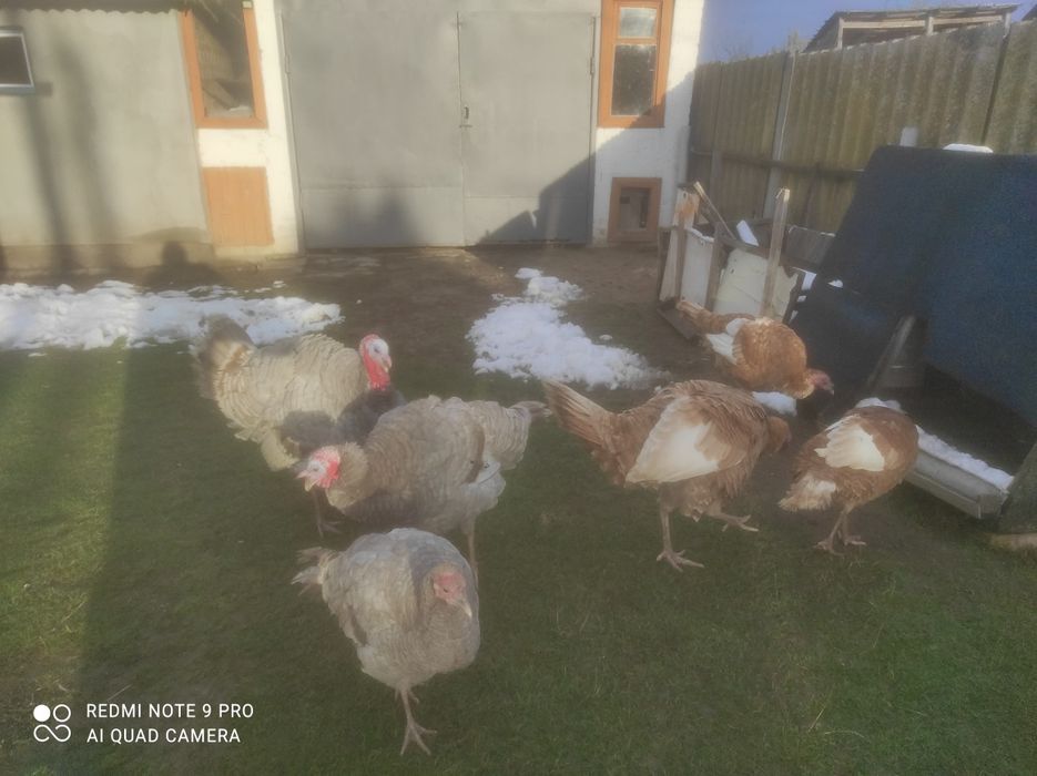 Продам індика з індичкою(червоні)