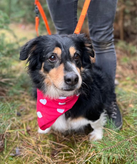 Klusio - krótkołapki pieseczek ideał do adopcji