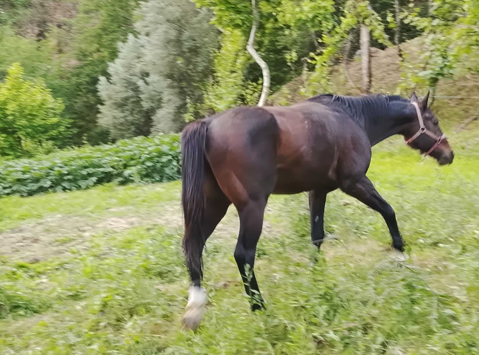 Vender um cavalo