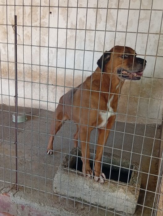 Cão boxer-labrador