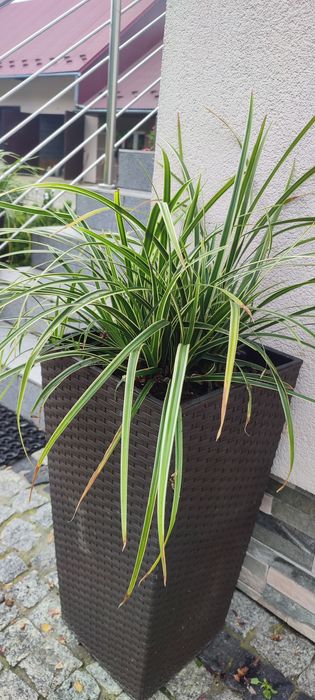 Turzyca trawa zimozielona