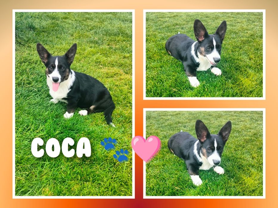 Welsh Corgi Cardigan FCI