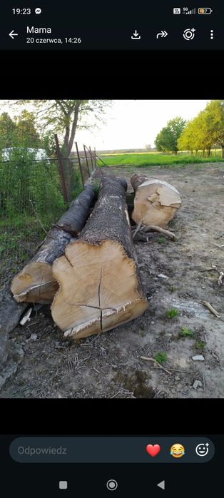 Sprzedam Kłoda jesion