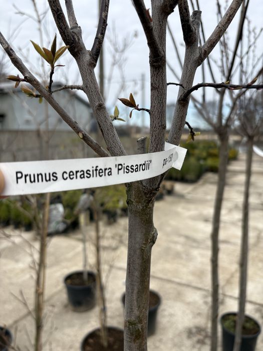 Śliwa wiśniowa (Prunus cerasifera pissardii)