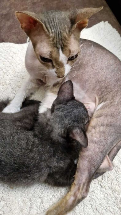 Кошеня дівчинка 2,5 місяці