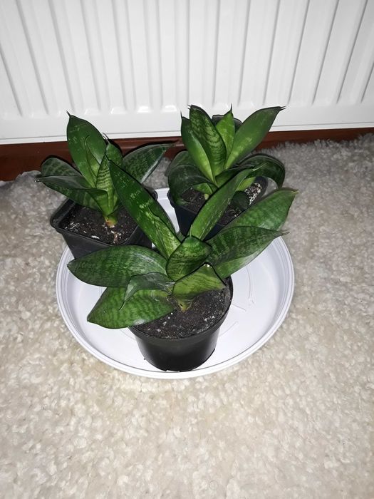 Nowy mięciutki golf