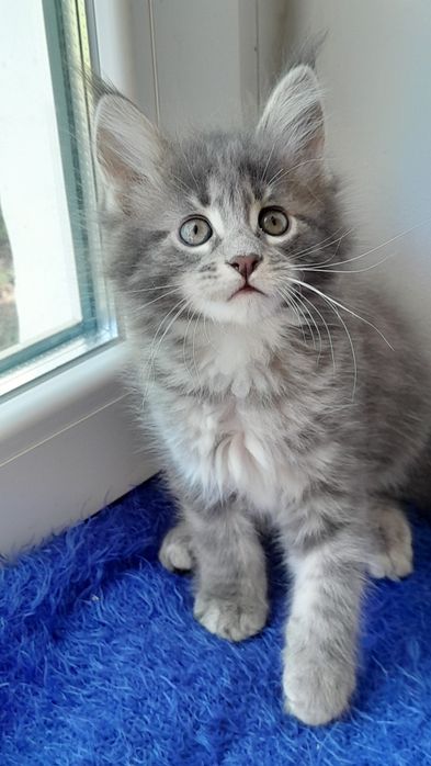 Пропоную кошенят мейн кун.