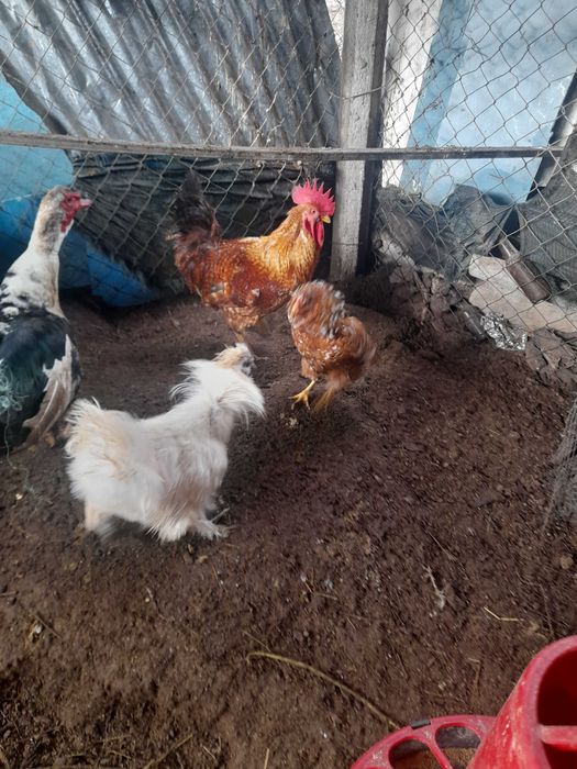 Tenho patos e faisões