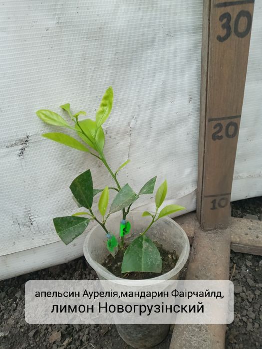 Дерево сад на 3 вида цитрус