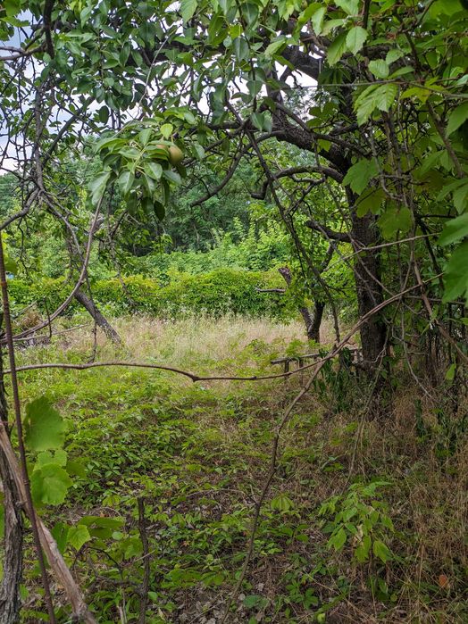 Продам дачну ділянку