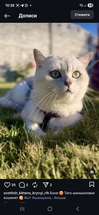 Шотландске кошеня, хлопчик