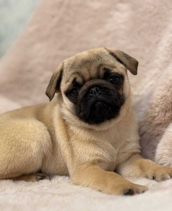 Pug Carlin  prontos para nova familia