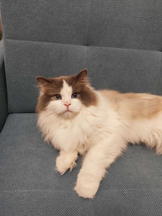 Ragdoll Blue Bicolor (REZERWACJA)