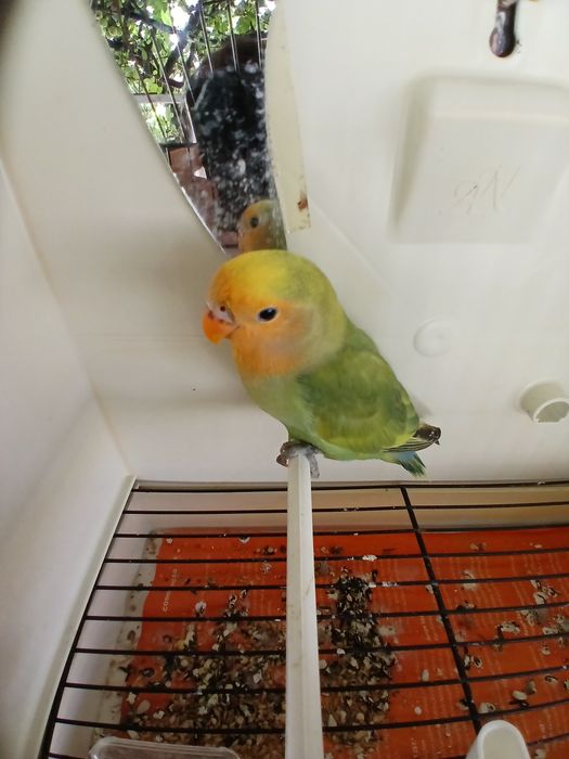 Agapornis domesticados